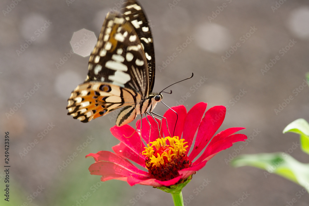 Spring Time here, and time to blossom flower and butterfly collect nectar and some fruit to grow Spring Time here, and time to blossom flower and butterfly collect nectar and some fruit to grow