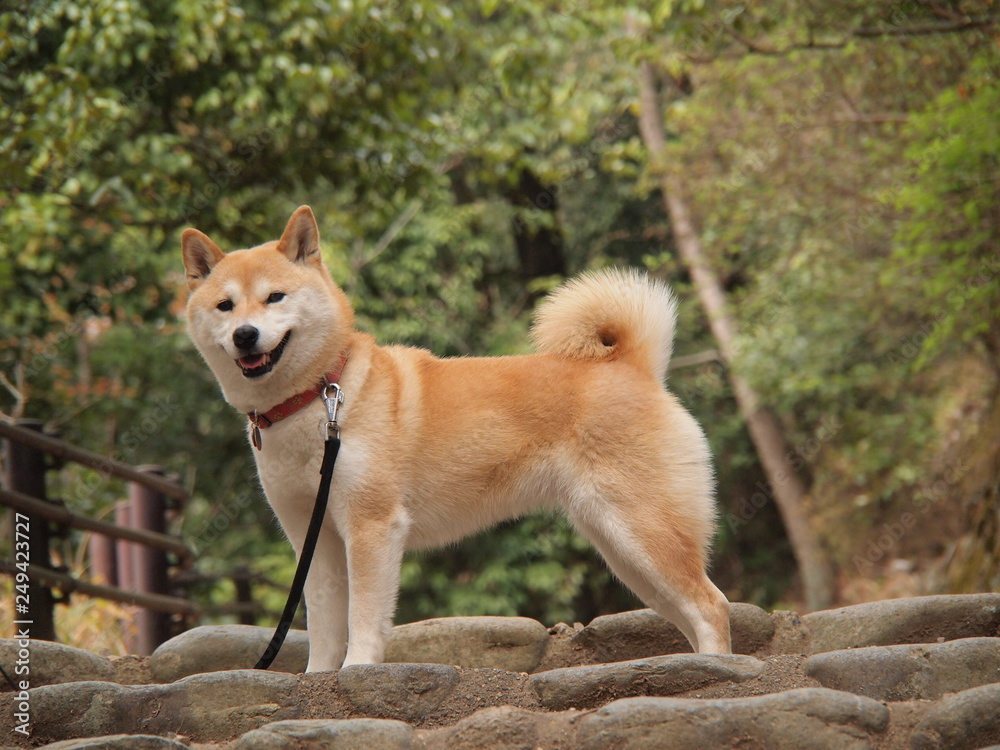 柴犬 柴犬