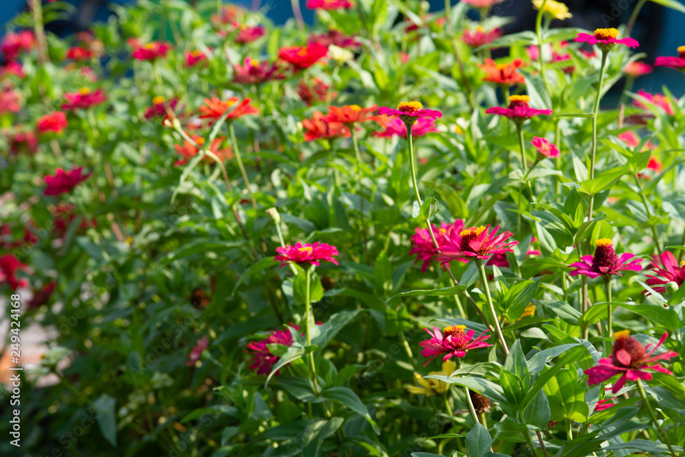 Spring Time here, and time to blossom flower and butterfly collect nectar and some fruit to grow Spring Time here, and time to blossom flower and butterfly collect nectar and some fruit to grow