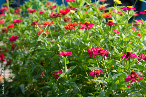 Spring Time here, and time to blossom flower and butterfly collect nectar and some fruit to grow