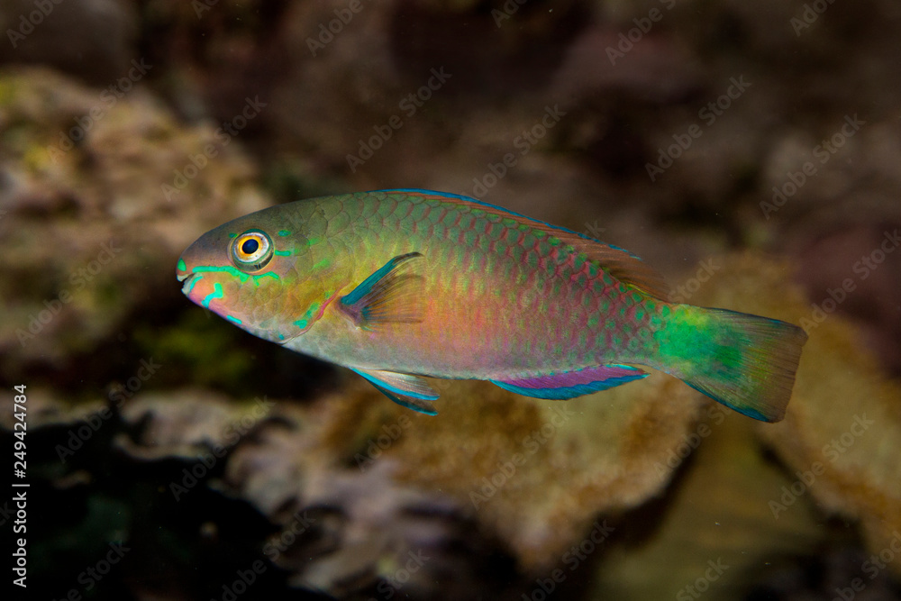 Common parrotfish (Scarus psittacus). Common parrotfish (Scarus psittacus).