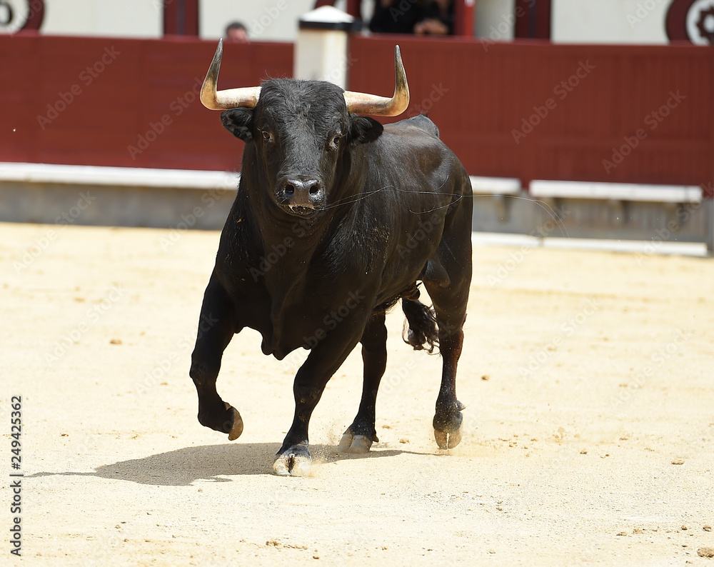 angry bull in spain