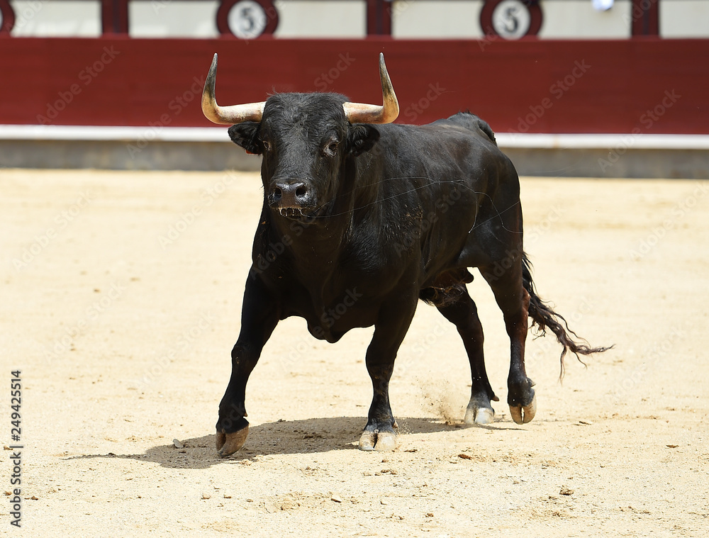 bull in spain bull in spain