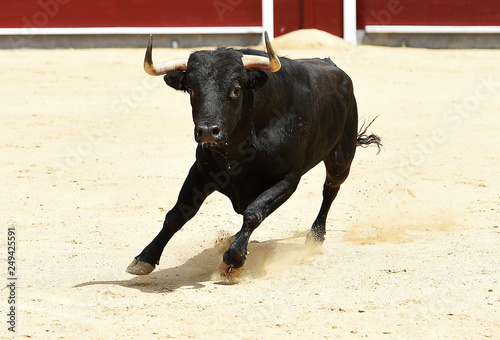 toro en españa