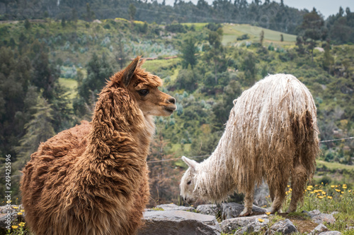 Alpacas in Peru