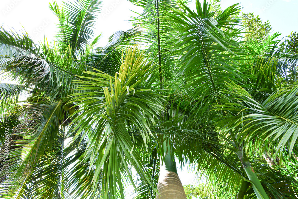 Green leaf of green palm in the garden tropical plant with coconut tree and date palm Green leaf of green palm in the garden tropical plant with coconut tree and date palm