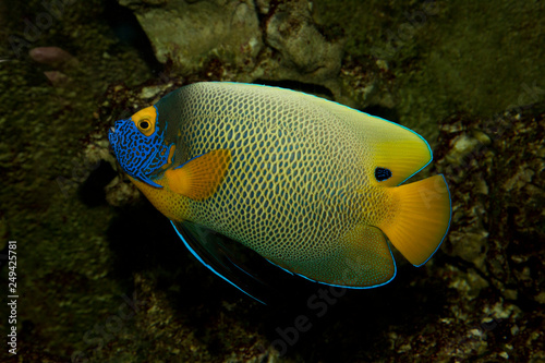 Yellowface angelfish (Pomacanthus xanthometopon). © Elena