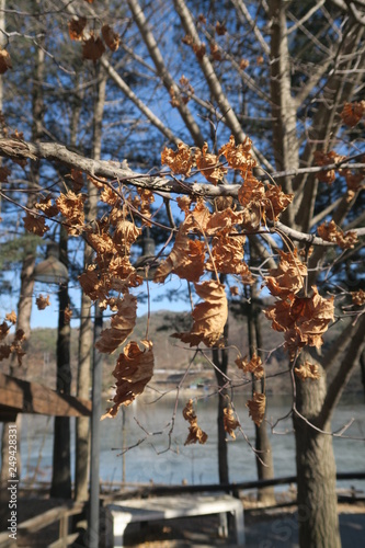 Dried Leaves in Sunny Day