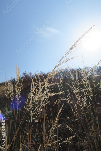 Meadow under Sunlight