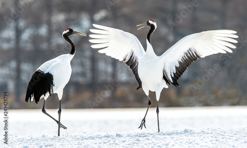 Dancing Cranes. The ritual marriage dance of cranes. The red-crowned crane. Scientific name: Grus japonensis, also called the Japanese crane or Manchurian crane, is a large East Asian Crane. © Uryadnikov Sergey