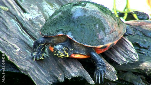 Painted Turtle photo