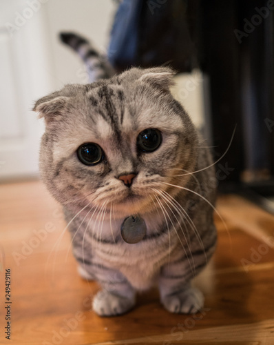 Cutest grey and silver munchkin scottish fold cat.