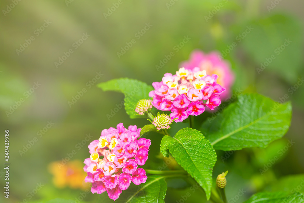 Pink Umbelanterna flower with theirs tree in the ga Pink Umbelanterna flower with theirs tree in the ga