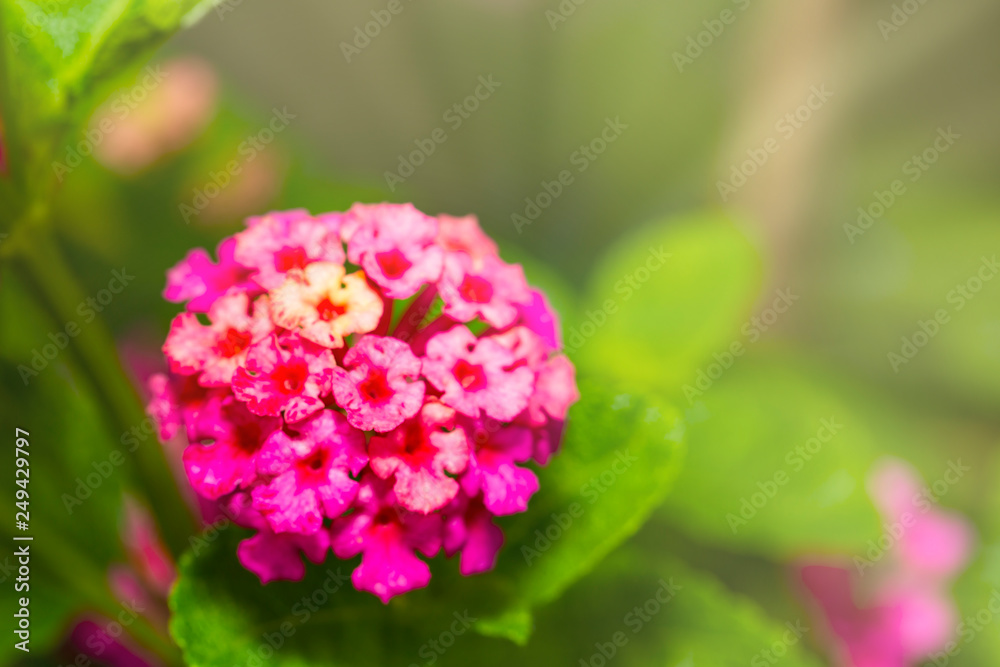 Pink Umbelanterna flower with theirs tree in the ga Pink Umbelanterna flower with theirs tree in the ga