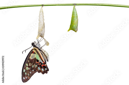 Isolated emerged of Common jay butterfly ( Graphium doson)  with pupa shell hanging on twig photo