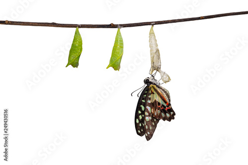 Fototapete Isolated emerged Common jay butterfly ( Graphium doson)  with pupa and shell han