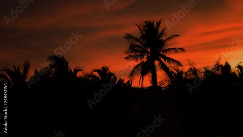 An Extremely vivid orange / red cloudy sunset over silhouetted Palm Trees, Miami