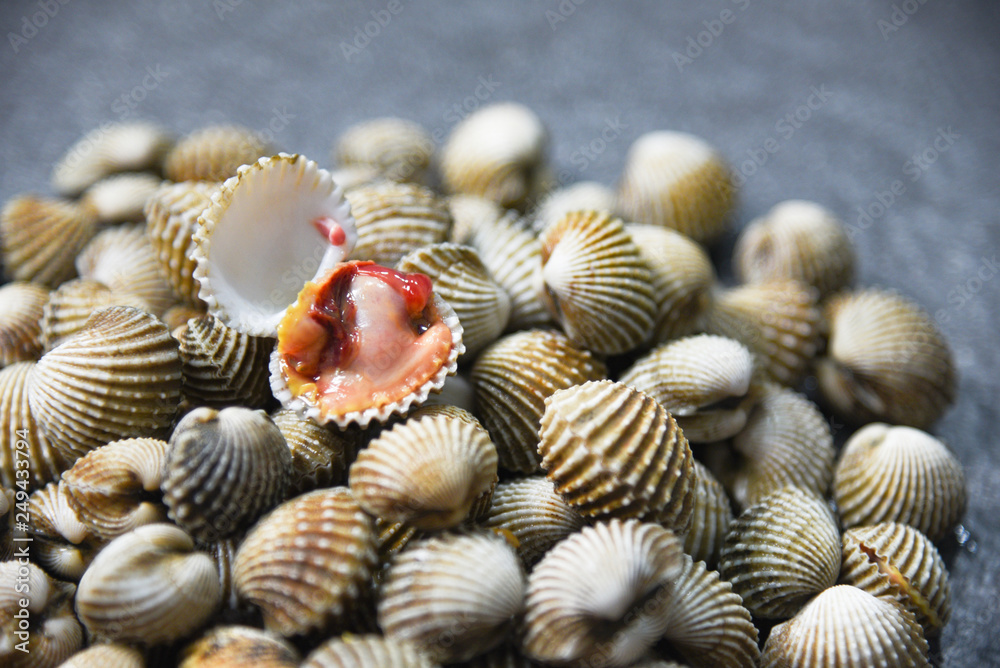 Fresh Cockles Shellfish Seafood on dark background - raw blood cockle