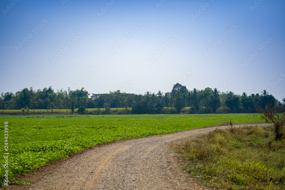 road field countryside