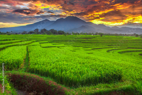 the beauty morning at rice fields, the sunligth is very cool and rainbow after rain natural beauty of bengkulu utara indonesia with mountain barisan and green nature asia