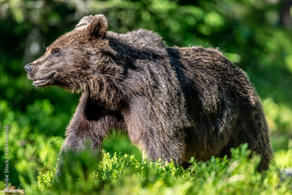 Obraz premium Brown bear in the summer forest at sunny day. Green forest natural background. Scientific name: Ursus arctos.