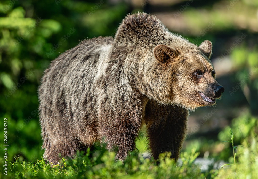 Close up portrait of Brown bear in the summer forest at sunny day. Green forest natural background. Scientific name: Ursus arctos. Close up portrait of Brown bear in the summer forest at sunny day. Green forest natural background. Scientific name: Ursus arctos.