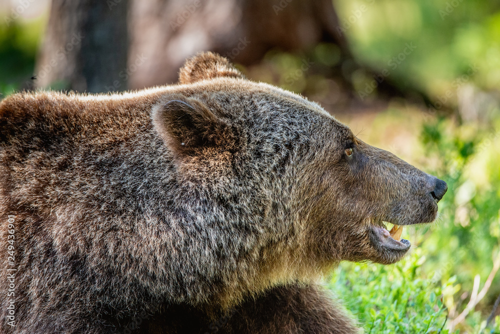 Obraz premium Close up portrait of Brown bear in the summer forest at sunny day. Green forest natural background. Scientific name: Ursus arctos.
