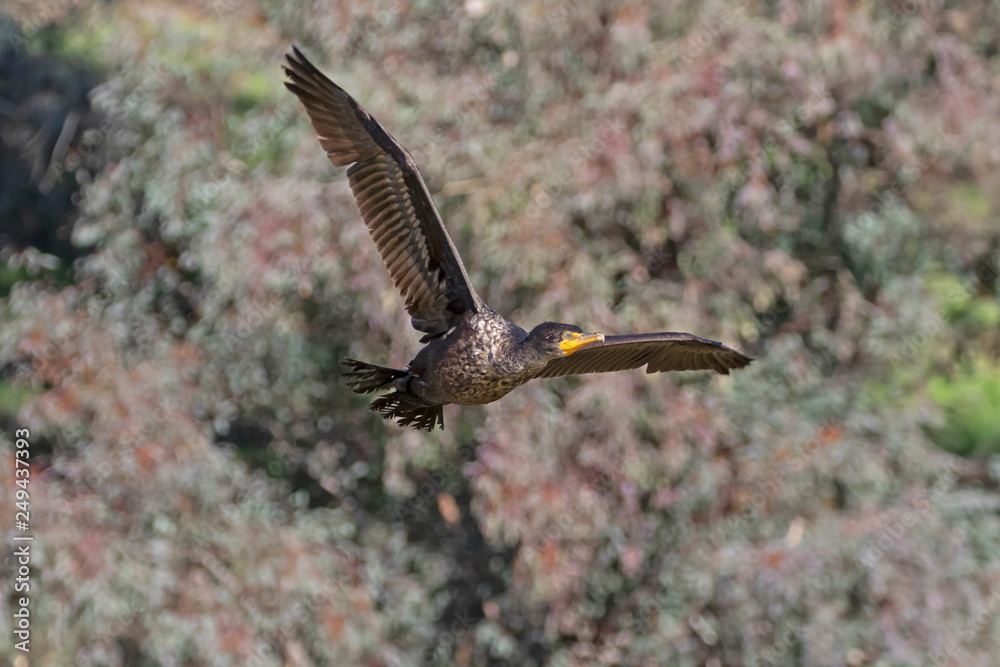 Bird cormorant shore bird flying Bird cormorant shore bird flying