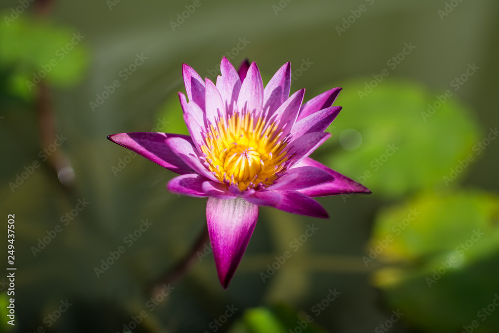 beautiful purple waterlily or lotus flower in pond beautiful purple waterlily or lotus flower in pond