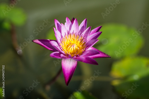 beautiful purple waterlily or lotus flower in pond