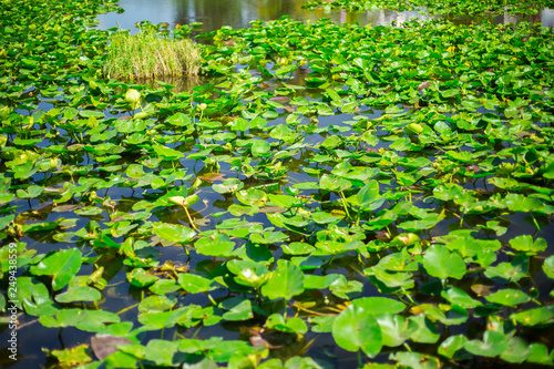 Everglades National Park. Swamps of Florida. Big Cypress National Preserve. Florida. USA. © miami2you