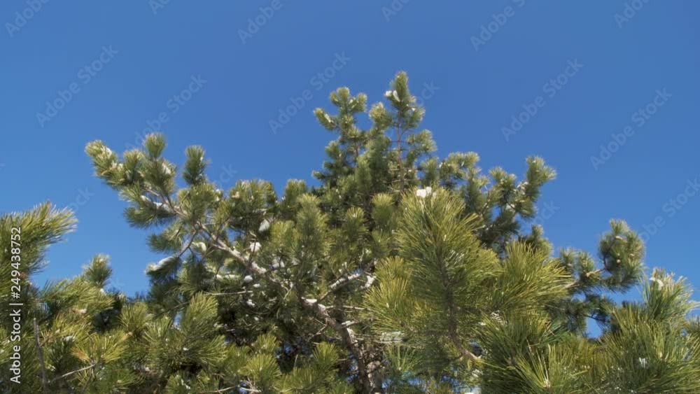 tree in winter seen from below. snow falling from branches tree in winter seen from below. snow falling from branches