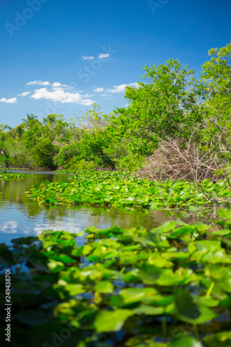 Everglades National Park. Swamps of Florida. Big Cypress National Preserve. Florida. USA.