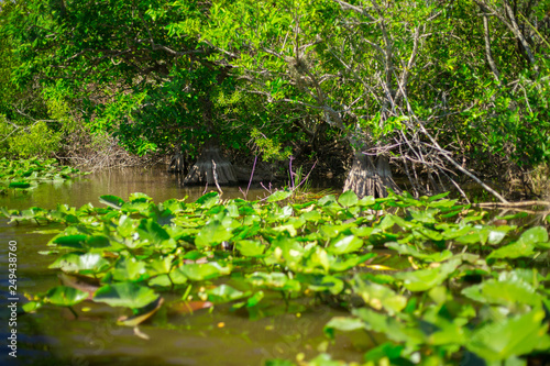 Everglades National Park. Swamps of Florida. Big Cypress National Preserve. Florida. USA.