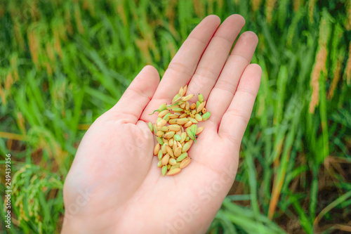 Fresh rice organic in hand farmer asia harvest rice plant on agriculture green field background