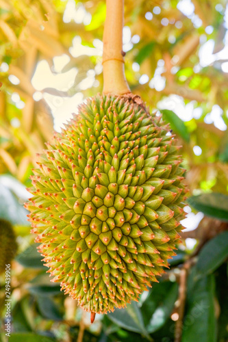 Fresh young durian tropical fruit growing on durian tree plant in the orchard garden agriculture asia © Bigc Studio