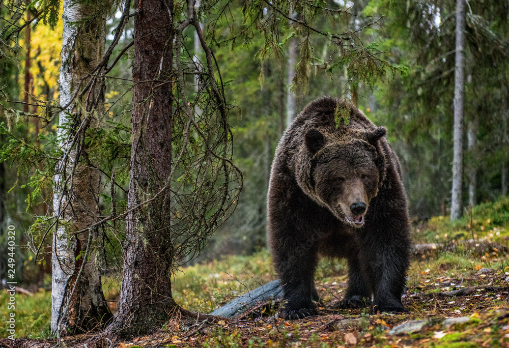 Brown bear in the autumn forest. Scientific name: Ursus arctos. Natural habitat. Brown bear in the autumn forest. Scientific name: Ursus arctos. Natural habitat.
