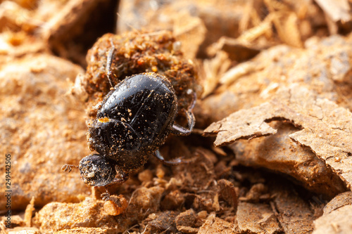 Very small scarab beetle - scarabaeidae - coprophage bug on nature