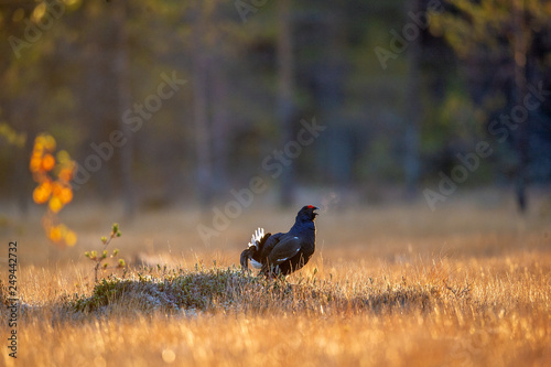 Lekking black grouse (Tetrao tetrix) with steam breath. Sunrise Backlight. Autumn early morning. Natural habitat.