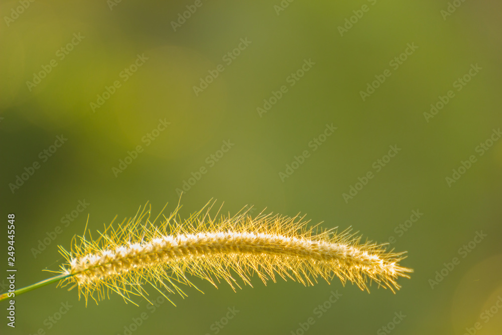 The cogon grass on green background