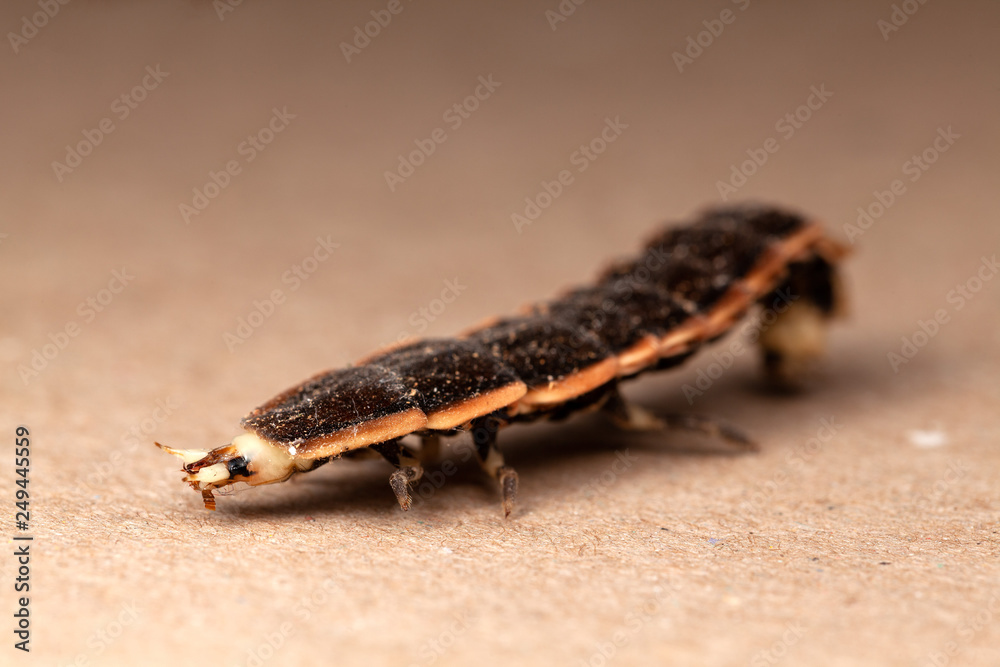 lampyridae Firefly larvae - young beetle insect lampyridae Firefly larvae - young beetle insect