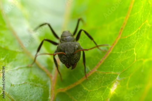 Small ant on a leaf © tacio philip