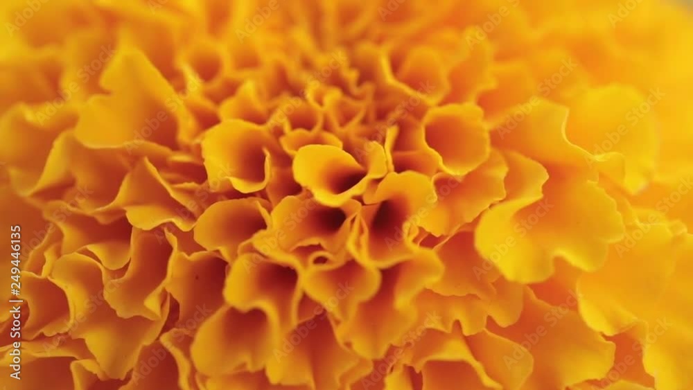 closeup of marigold flower