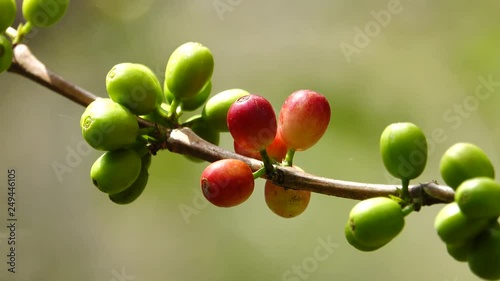 colorful coffee berries