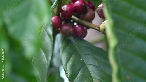 colorful coffee berries
