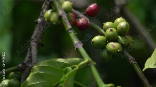 colorful coffee berries
