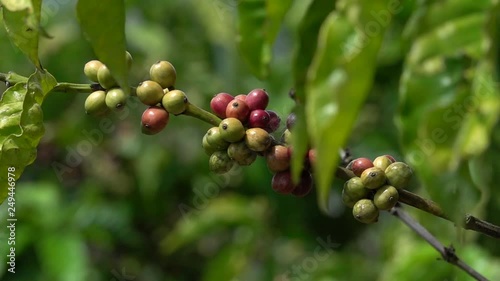 colorful coffee berries