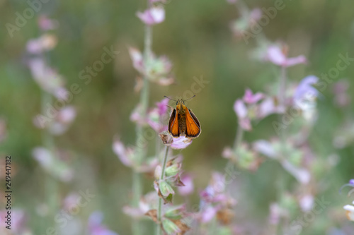 Hesperiidae / Sarı Antenli Zıpzıp / / Thymelicus sylvestris photo