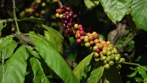 colorful coffee berries