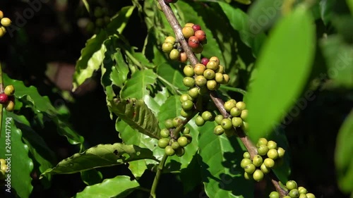 colorful coffee berries